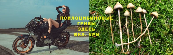 сатива Володарск